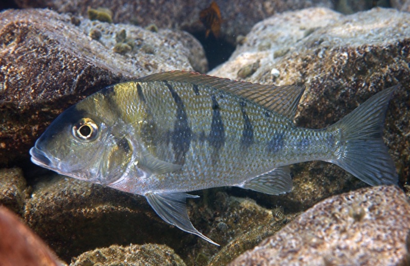 Tylochromis polylepis 'Nkondwe Island'